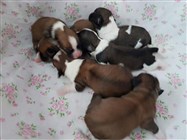 Crissy i Bernards valpar 180315