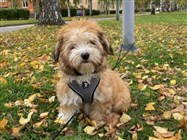 Smedtjärns Tiamor 4 månader