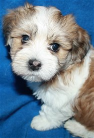 Smedtjärns Viggo, 6 veckor