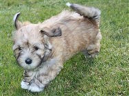 Smedtjärns Tingeling 7 veckor