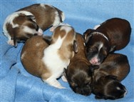 V-kullen hanar 6 dagar