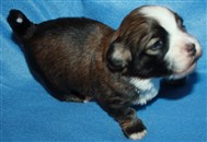 R-kull, hane 1, två veckor