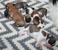 S-kull, 4 dagar, 5 hanar