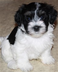 Smedtjärns Zigne, 7 veckor