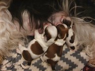 Smedtjärns X-kull 220910