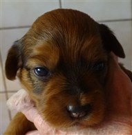 Smedttjärns Bella Donna, 2 v