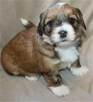 Reserverad  Tik 1, Smedtjärns Baby Love, 4 veckor