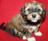 Smedtjärns Alicia 6v