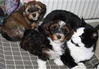 KattLars och Albin och Anna