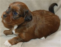 Smedtjärns Bella Donna 3v