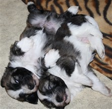 N-kull Nova och Nemo 4v