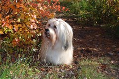 SE UCH Smedtjärns Zäta