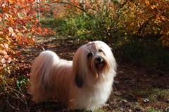 SE UCH Smedtjärns Zäta