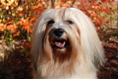 SE UCH Smedtjärns Zäta