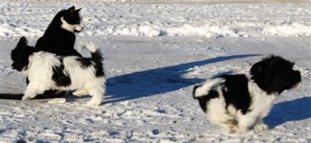 Ellinor, Eddie & Katt Lars